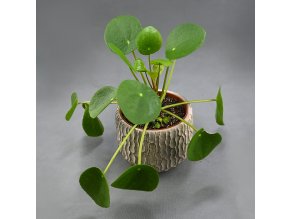 Pilea peperomioides