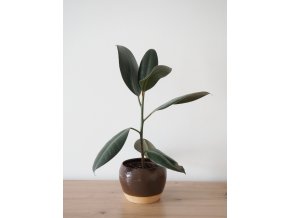ficus abidjan