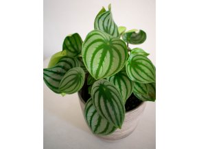 Peperomia argyreia