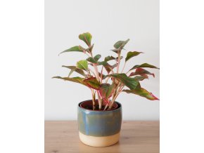 aglaonema crete cr