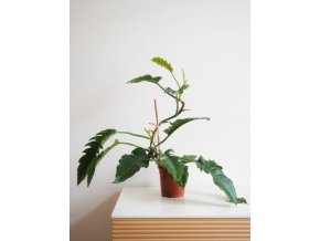 philodendron narrow