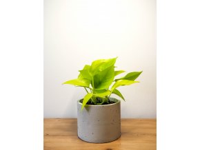 Epipremnum aureum neon