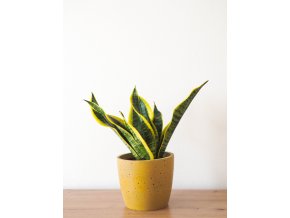 sansevieria futura superba