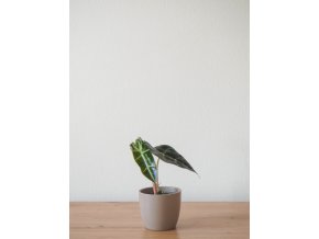 Alocasia polly