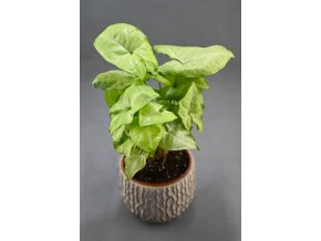 Syngonium podophyllum 'White butterfly'