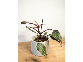 philodendron pink princess