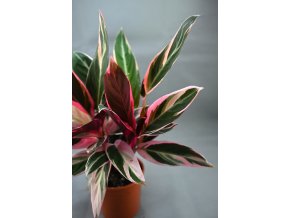 stromanthe triostar 2