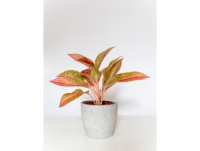 aglaonema prestige 2