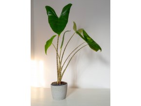 alocasia zebrina