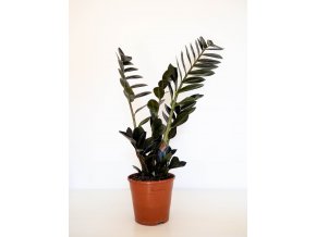 zamioculcas black raven