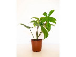 philodendron florida green