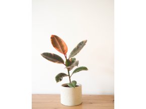ficus belize