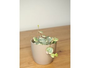 ceropegia woodi variegata