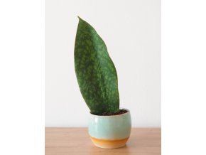 Sansevieria Masoniana Congo