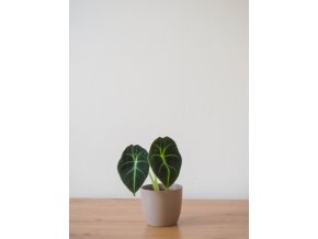 Alocasia black velvet