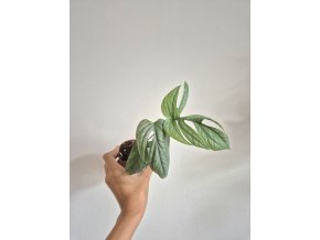 Monstera amydrium medium silver