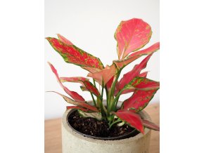 aglaonema red valentine2