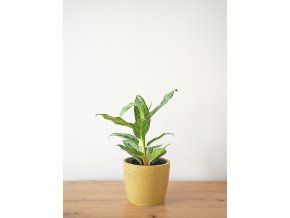 aglaonema maria