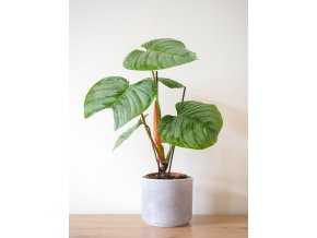 philodendron mammei