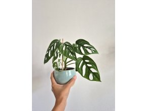 Monstera adansonii