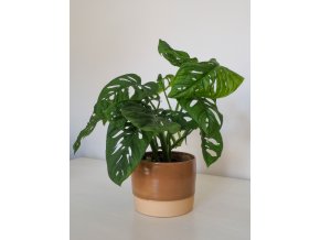 Monstera adansonii