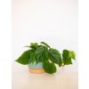 philodendron scansens