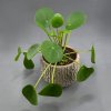 Pilea peperomioides