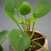 Pilea peperomioides