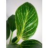 Philodendron birkin