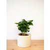 Coffea arabica