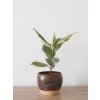 ficus tineke