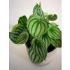 Peperomia argyreia