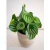 Peperomia argyreia