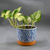 epipremnum happy leaf