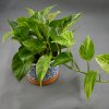 epipremnum marble queen