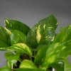 epipremnum aureum (2)