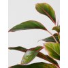 aglaonema crete 2 cr