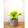 Epipremnum aureum neon