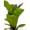 ficus lyrata 2