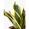 sansevieria futura superba2