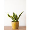 sansevieria futura superba