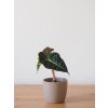 Alocasia polly 2