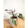 philodendron pink princess