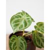anthurium 2