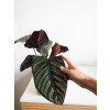 calathea sanderiana 1