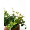 peperomia rocca scuro (2)