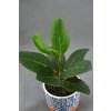 ficus audrey 2