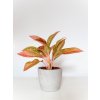 aglaonema prestige 2