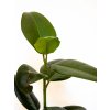 ficus elastica robusta (2)