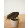 Alocasia cuprea 'Red Secret'